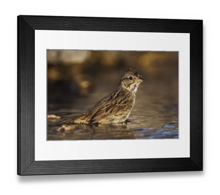 Framed Print : Lincolns Sparrow, Melospiza lincolnii, adult bathing, Uvalde County, Hill Country Framed Print : Lincolns Sparrow, Melospiza lincolnii, adult bathing, Uvalde County, Hill Country