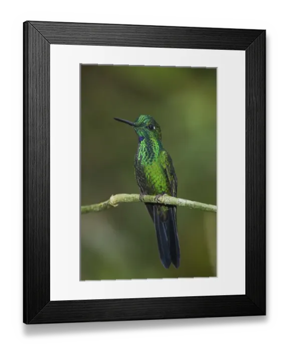 Framed Print : GCBR, 031, Rolf N, Green-crowned Brilliant Framed Print : GCBR, 031, Rolf N, Green-crowned Brilliant