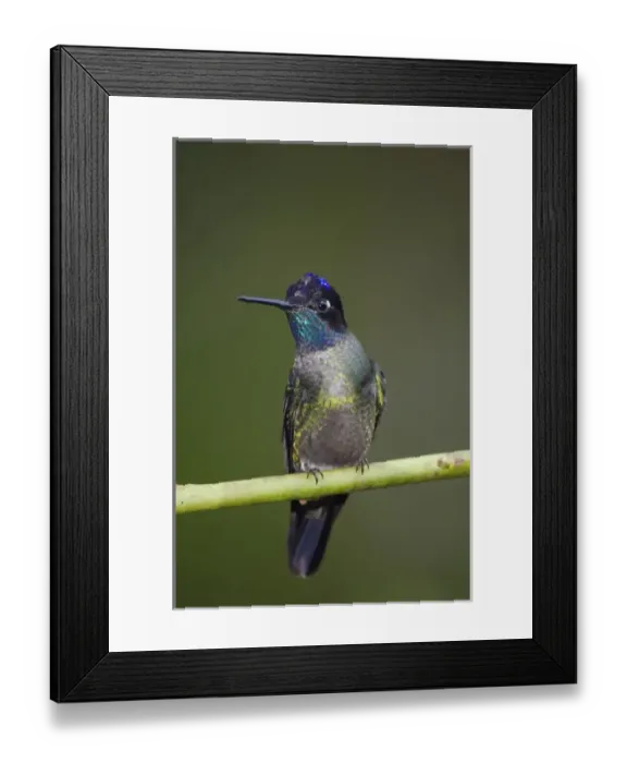 Framed Print : MAHU, 037, Rolf N, Magnificent Hummingbird Framed Print : MAHU, 037, Rolf N, Magnificent Hummingbird