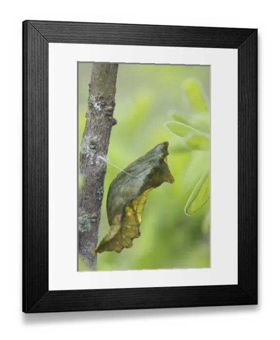 Framed Print : Pipevine Swallowtail, Battus philenor, Pupa, Uvalde County, Hill Country, Texas, USA Framed Print : Pipevine Swallowtail, Battus philenor, Pupa, Uvalde County, Hill Country, Texas, USA