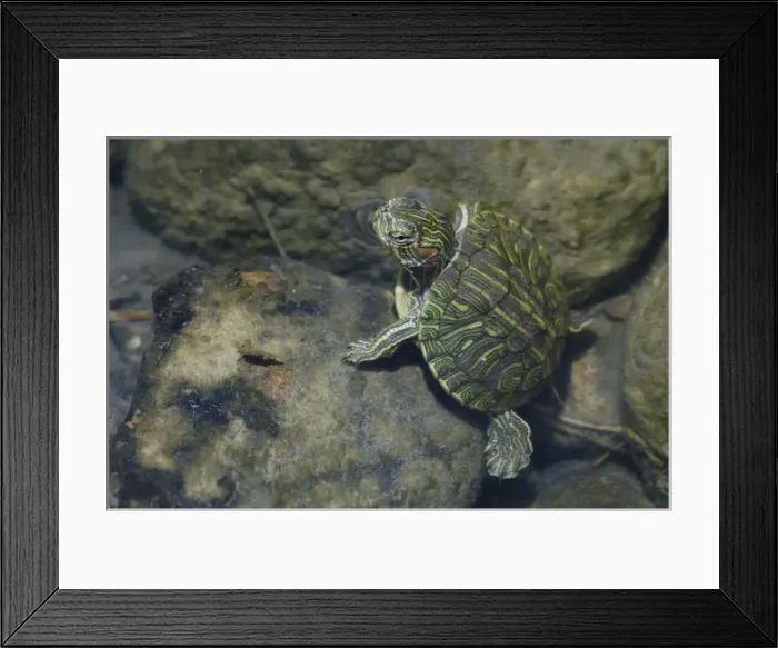 Framed Print : Red-eared Slider, Trachemys scripta elegans, young in creek, Willacy County, Rio Grande Valley