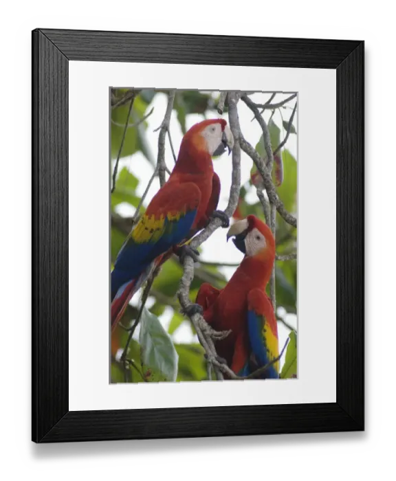 Framed Print : SCMA, 006, Rolf N, Scarlet Macaw Framed Print : SCMA, 006, Rolf N, Scarlet Macaw