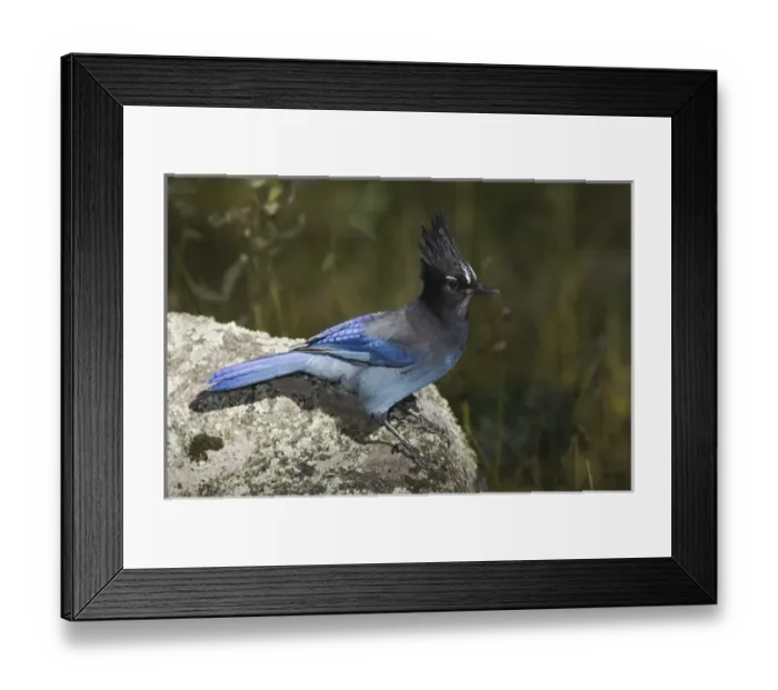 Framed Print : Stellers Jay, Cyanocitta stelleri, adult, Rocky Mountain National Park, Colorado Framed Print : Stellers Jay, Cyanocitta stelleri, adult, Rocky Mountain National Park, Colorado