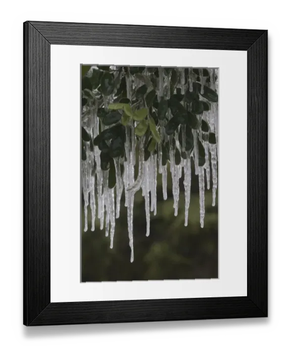 Framed Print : Texas Mountain Laurel, Sophora secundiflora, plant covered in ice after ice storm Framed Print : Texas Mountain Laurel, Sophora secundiflora, plant covered in ice after ice storm