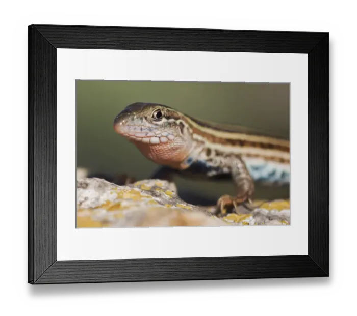 Framed Print : Texas Spotted Whiptail, Cnemidophorus gularis, adult, Uvalde County, Hill Country Framed Print : Texas Spotted Whiptail, Cnemidophorus gularis, adult, Uvalde County, Hill Country