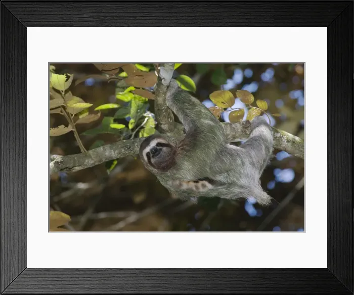 Framed Print : TTSL, 061, Rolf N, Three-toed Sloth