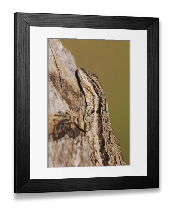 Framed Print : Tree Lizard, Urosaurus ornatus, adult on log camouflaged, Uvalde County, Hill Country Framed Print : Tree Lizard, Urosaurus ornatus, adult on log camouflaged, Uvalde County, Hill Country