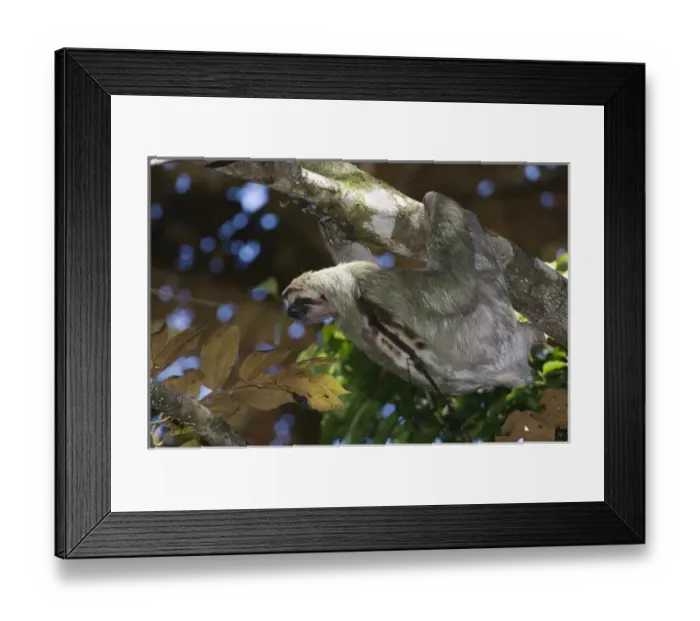 Framed Print : TTSL, 008, Rolf N, Three-toed Sloth Framed Print : TTSL, 008, Rolf N, Three-toed Sloth
