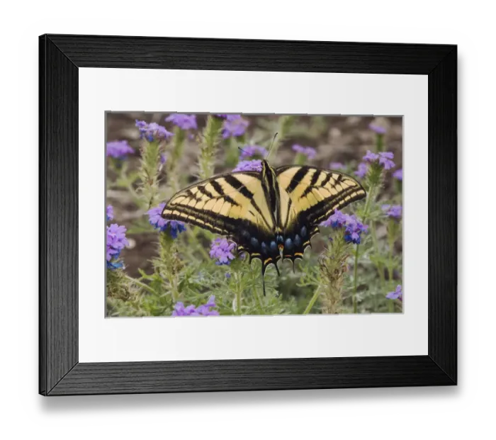 Framed Print : Two-Tailed Swallowtail, Papilio multicaudata, adult on Prairie Verbena (Verbena bipinnatifida)
