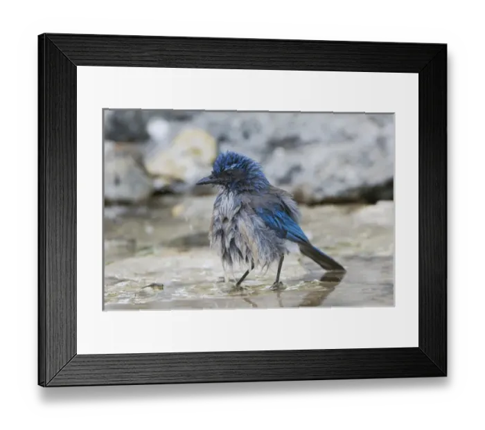 Framed Print : Western Scrub-Jay, Aphelocoma californica, adult bathing in spring fed pond, Uvalde County Framed Print : Western Scrub-Jay, Aphelocoma californica, adult bathing in spring fed pond, Uvalde County