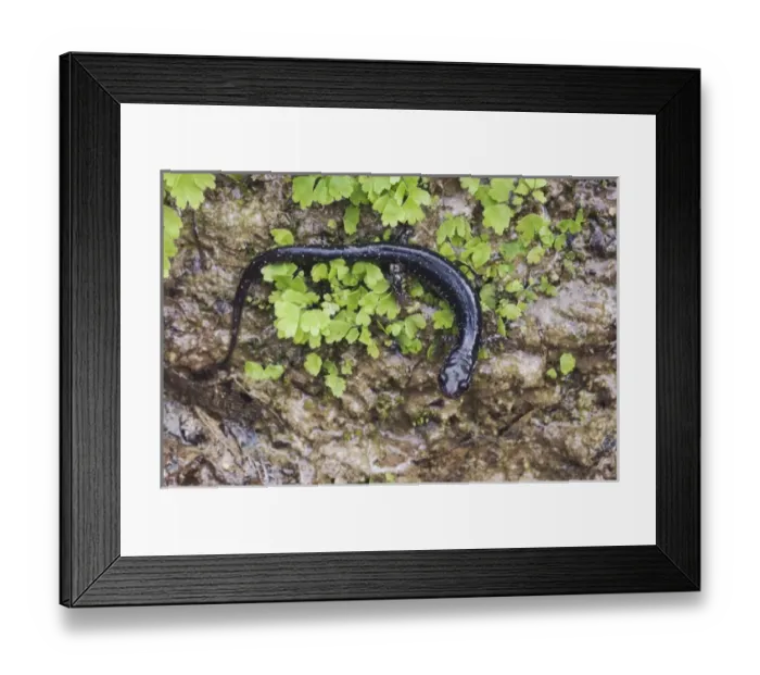 Framed Print : Western Slimy Salamander, Plethodon albagula, adult with fern, Uvalde County, Hill Country Framed Print : Western Slimy Salamander, Plethodon albagula, adult with fern, Uvalde County, Hill Country