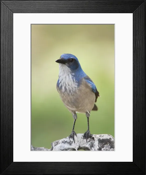 Framed Print : Western Scrub-Jay, Aphelocoma californica, adult, Uvalde County, Hill Country, Texas