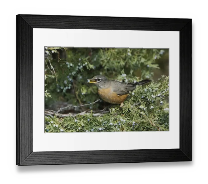 Framed Print : American Robin, Turdus migratorius, female eating juniper tree berries, Yellowstone NP Framed Print : American Robin, Turdus migratorius, female eating juniper tree berries, Yellowstone NP