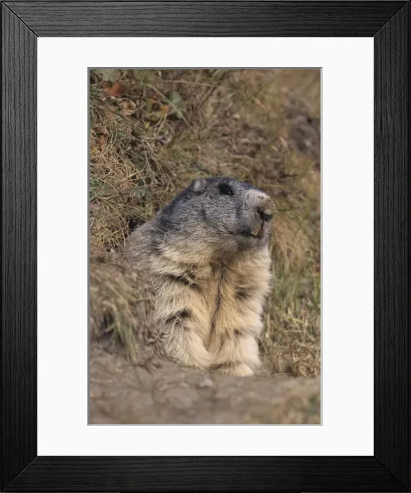 Framed Print : Alpine Marmot, Marmota marmota, adult looking out of burrow, Ss Fee, Switzerland Framed Print : Alpine Marmot, Marmota marmota, adult looking out of burrow, Ss Fee, Switzerland