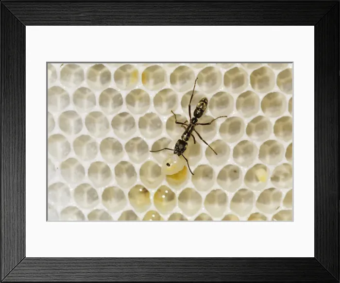 Framed Print : Ant, Formicidae, ant on bee hive with bee larva as prey, The Inn at Chachalaca Bend