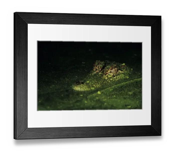 Framed Print : American Alligator, Alligator mississipiensis, adult in duckweed camouflaged, Welder Framed Print : American Alligator, Alligator mississipiensis, adult in duckweed camouflaged, Welder
