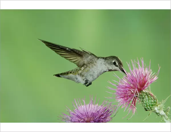 Annas Hummingbird, Calypte anna, female in flight feeding on Thistle, Paradise