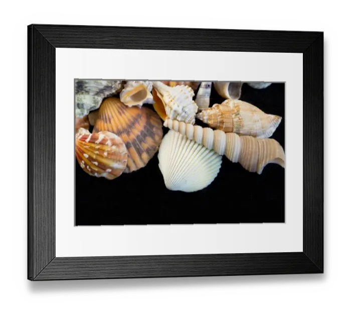 Framed Print : USA - Detail of seashells from around the world Framed Print : USA - Detail of seashells from around the world