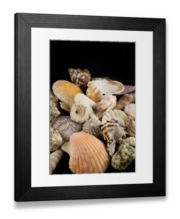 Framed Print : USA - Detail of seashells from around the world Framed Print : USA - Detail of seashells from around the world