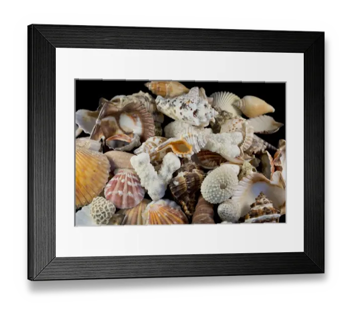 Framed Print : USA - Detail of seashells from around the world