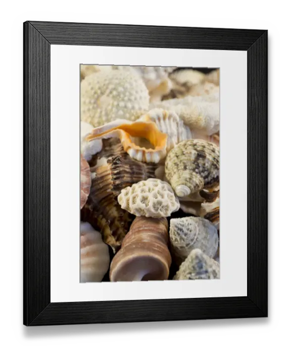 Framed Print : USA - Detail of seashells from around the world Framed Print : USA - Detail of seashells from around the world