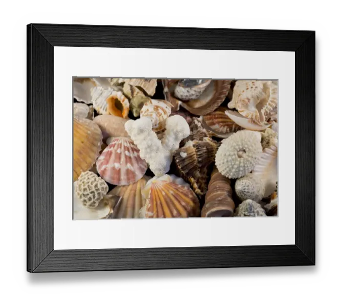 Framed Print : USA - Detail of seashells from around the world Framed Print : USA - Detail of seashells from around the world
