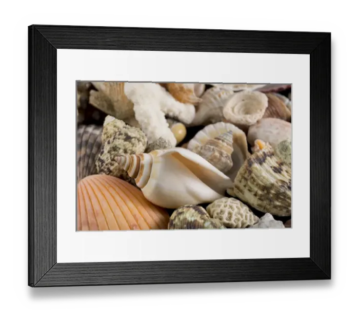 Framed Print : USA - Detail of seashells from around the world