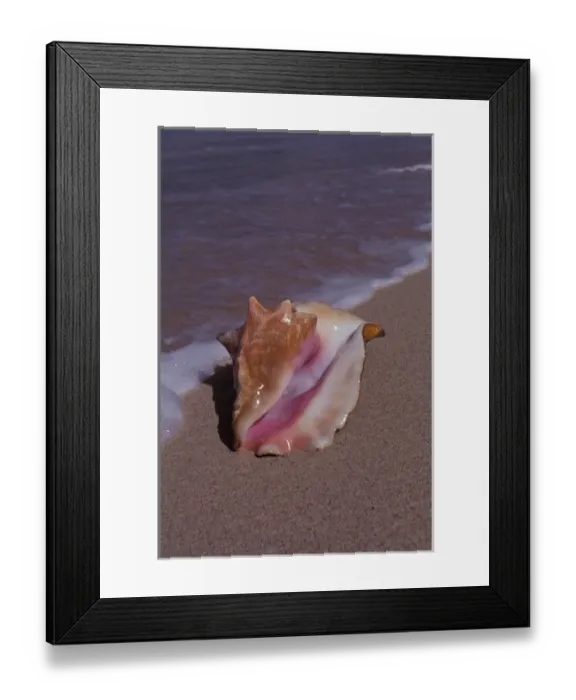 Framed Print : Tropical Caribbean, Grenada, Grand Anse Beach. Conch shell at surfs edge