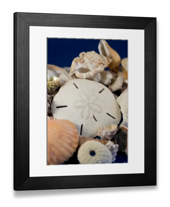 Framed Print : USA - Detail of seashells from around the world