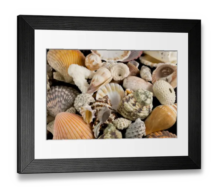 Framed Print : USA - Detail of seashells from around the world