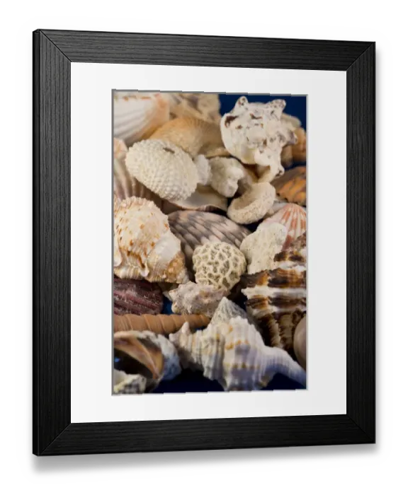 Framed Print : USA - Detail of seashells from around the world