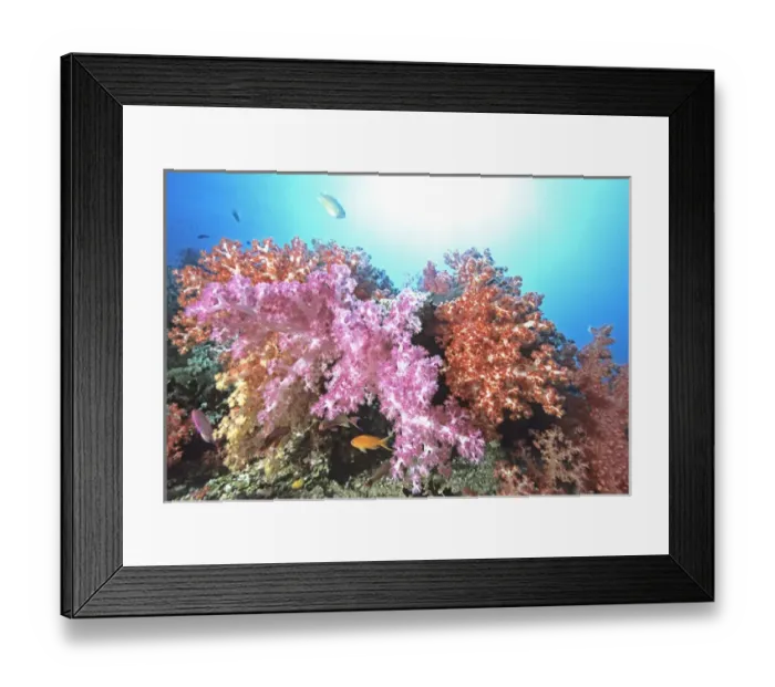 Framed Print : 05. Oceania, Fiji. Soft Coral Brilliance, Dendronephthya Framed Print : 05. Oceania, Fiji. Soft Coral Brilliance, Dendronephthya