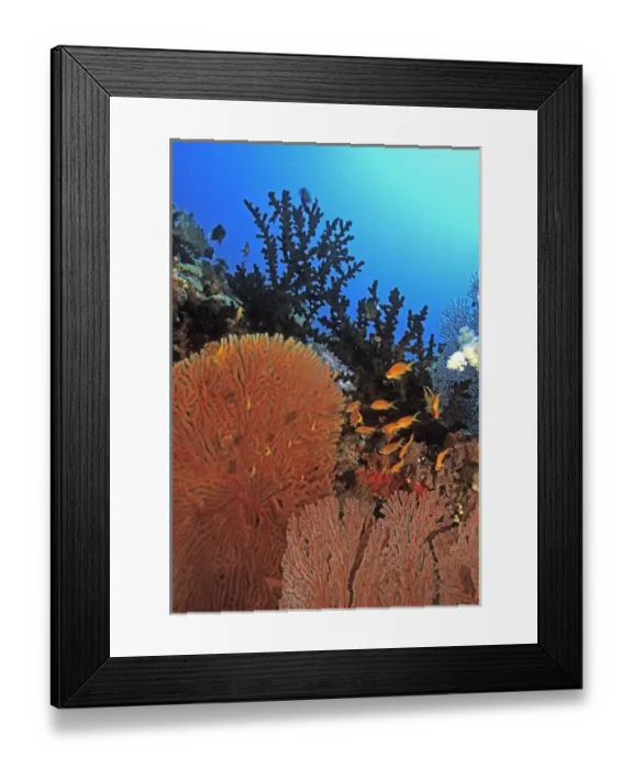 Framed Print : 05. Oceania, Fiji, Anthias over Coral Framed Print : 05. Oceania, Fiji, Anthias over Coral