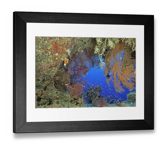 Framed Print : 05. Oceania, Fiji. Window of Dreams swim through Framed Print : 05. Oceania, Fiji. Window of Dreams swim through