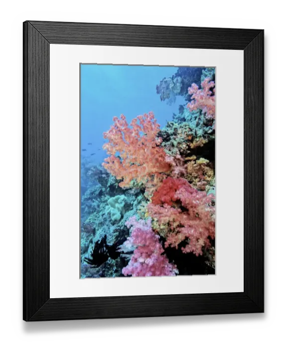 Framed Print : 05. Oceania, Fiji. Colorful Sea Fans and other Corals Framed Print : 05. Oceania, Fiji. Colorful Sea Fans and other Corals