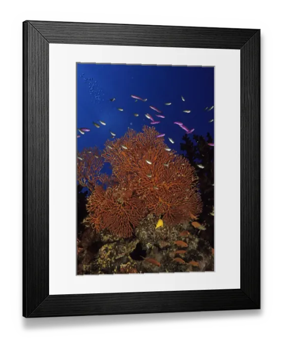 Framed Print : 05. Oceania, Fiji. Colorful Sea Fans, other corals and Anthias Framed Print : 05. Oceania, Fiji. Colorful Sea Fans, other corals and Anthias