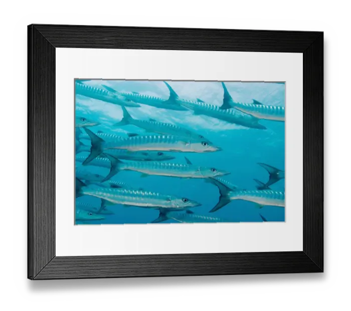 Framed Print : South Pacific, Fiji Islands, Viti Levu, Golden Dream Reef, Bligh Water Area