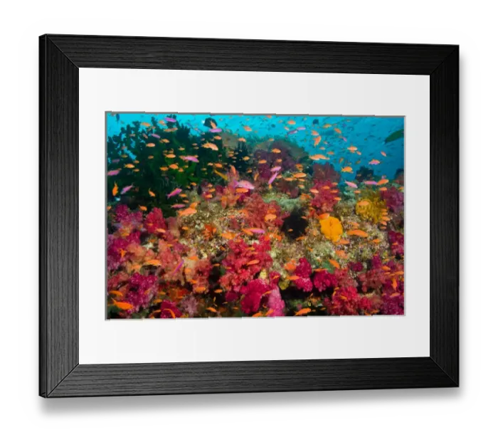 Framed Print : South Pacific, Fiji, Viti Levu, Bligh Water, Coral Reef, Multicolor Soft Corals (Dendronepthya sp Framed Print : South Pacific, Fiji, Viti Levu, Bligh Water, Coral Reef, Multicolor Soft Corals (Dendronepthya sp