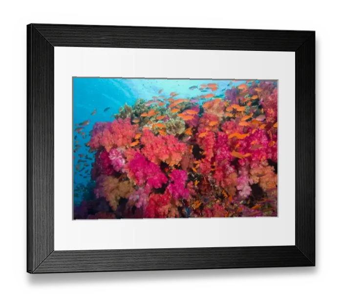 Framed Print : South Pacific, Fiji, Viti Levu, Bligh Water, Coral Reef, Multicolor Soft Corals (Dendronepthya sp