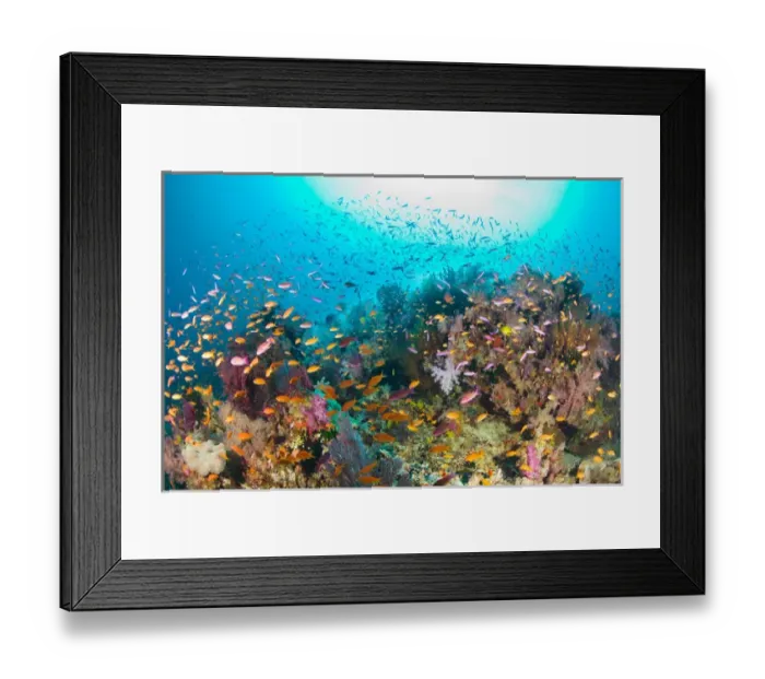 Framed Print : South Pacific, Fiji, Viti Levu, Bligh Water, Coral Reef, Multicolor Soft Corals (Dendronepthya sp Framed Print : South Pacific, Fiji, Viti Levu, Bligh Water, Coral Reef, Multicolor Soft Corals (Dendronepthya sp