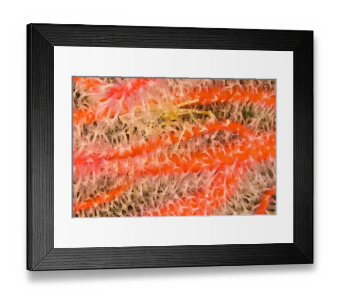 Framed Print : South Pacific, Fiji, Marine Life Framed Print : South Pacific, Fiji, Marine Life