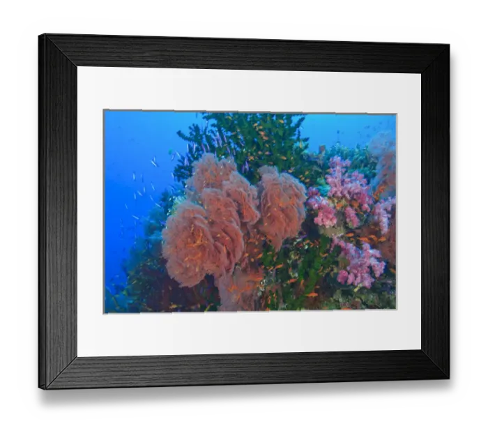 Framed Print : schooling Fairy Basslets (Pseudanthias squamipinnis) near Soft Corals (Dendronepthya sp Framed Print : schooling Fairy Basslets (Pseudanthias squamipinnis) near Soft Corals (Dendronepthya sp