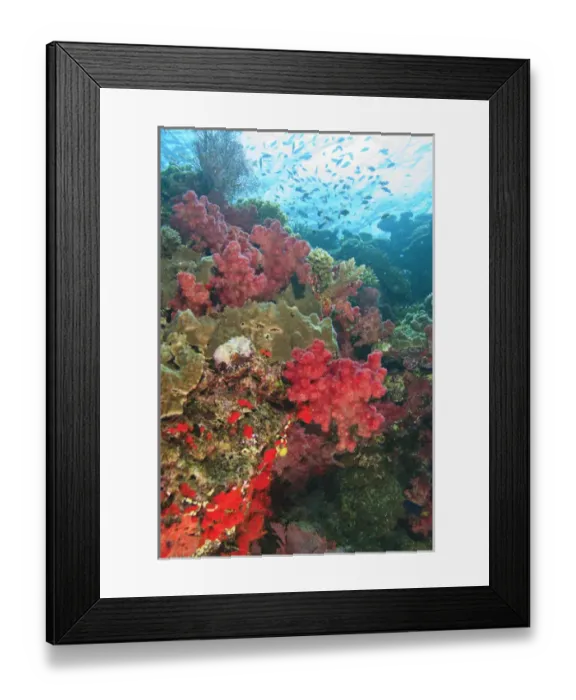 Framed Print : schooling Fairy Basslets (Pseudanthias squamipinnis) near Soft Corals (Dendronepthya sp Framed Print : schooling Fairy Basslets (Pseudanthias squamipinnis) near Soft Corals (Dendronepthya sp