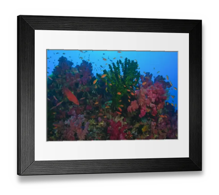 Framed Print : schooling Fairy Basslets (Pseudanthias squamipinnis) near Soft Corals (Dendronepthya sp