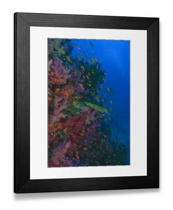 Framed Print : schooling Fairy Basslets (Pseudanthias squamipinnis) near Soft Corals (Dendronepthya sp Framed Print : schooling Fairy Basslets (Pseudanthias squamipinnis) near Soft Corals (Dendronepthya sp