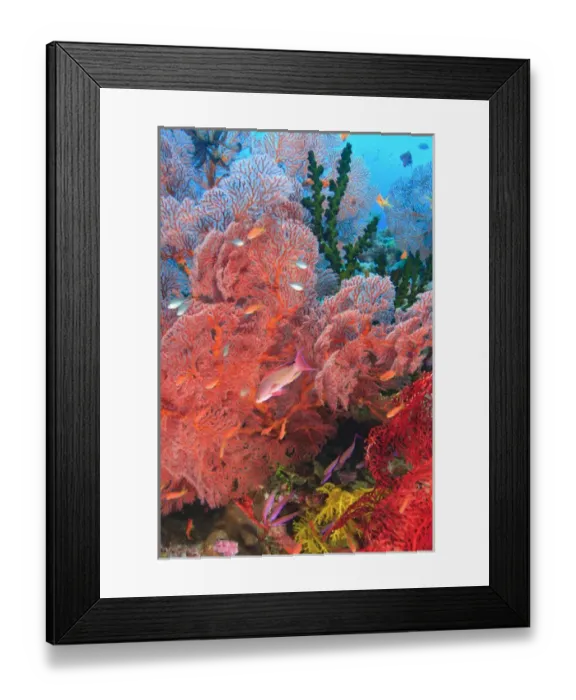 Framed Print : Gorgonian Sea Fan, schooling Fairy Basslets (Pseudanthias squamipinnis) near Vibrant Framed Print : Gorgonian Sea Fan, schooling Fairy Basslets (Pseudanthias squamipinnis) near Vibrant