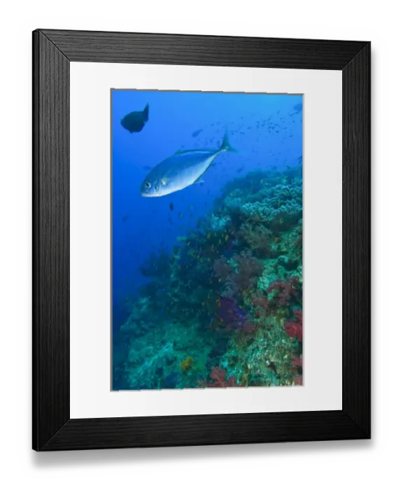 Framed Print : Bligh Water, Viti Levu, Fiji, South Pacific Framed Print : Bligh Water, Viti Levu, Fiji, South Pacific