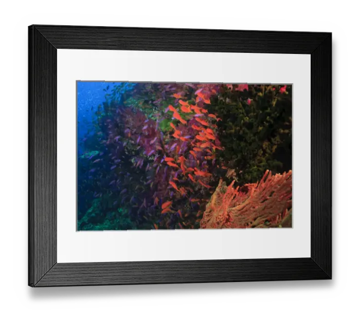 Framed Print : Schooling Fairy Basslets (Pseudanthias squamipinnis) near Vibrant & Colorful, healthy Coral Reef Framed Print : Schooling Fairy Basslets (Pseudanthias squamipinnis) near Vibrant & Colorful, healthy Coral Reef