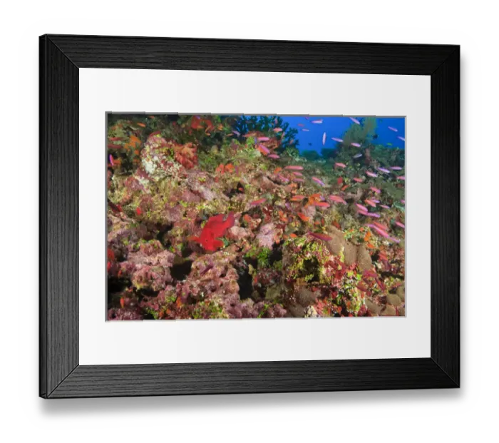 Framed Print : Coral Cod (Cephalopholis miniata) & schooling Anthias fish, Vibrant & Colorful, healthy Coral Reef Framed Print : Coral Cod (Cephalopholis miniata) & schooling Anthias fish, Vibrant & Colorful, healthy Coral Reef