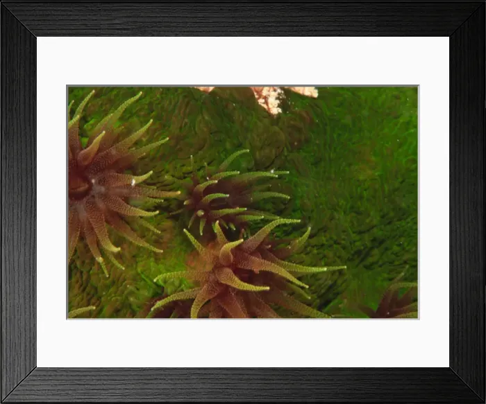 Framed Print : Cup Corals (Tubastrea sp. ), Bligh Water, Viti Levu, Fiji, South Pacific